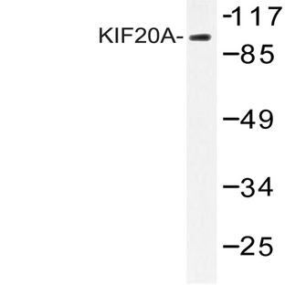 KIF20A (I524) pAb