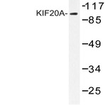 KIF20A (I524) pAb