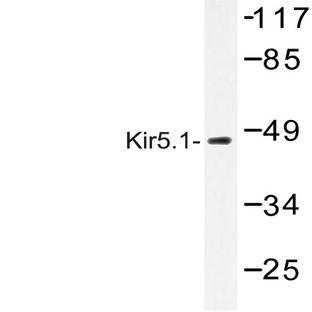 Kir5.1 (N410) pAb