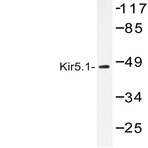 Kir5.1 (N410) pAb