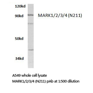 MARK1/2/3/4 (N211) pAb