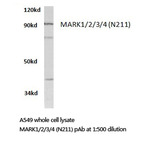 MARK1/2/3/4 (N211) pAb