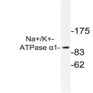 Na+/K+-ATPase (alpha)1 (G19) pAb