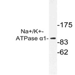 Na+/K+-ATPase (alpha)1 (G19) pAb