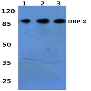 DRP-2 (P510) pAb