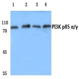 PI3K p85 (alpha)/(gamma) (Y463) pAb