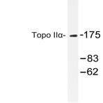 Topo II(alpha) (Q14) pAb