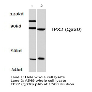 TPX2 (Q330) pAb