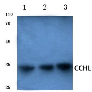 CCHL (R104) pAb