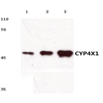 CYP4X1 (V273) pAb