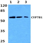 Bs3024_wb