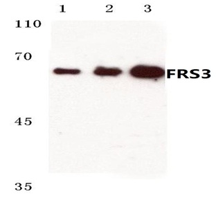 FRS3 (F219) pAb