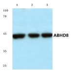 ABHD8 (N329) pAb