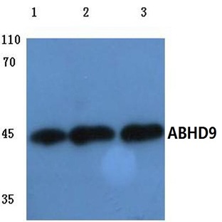 ABHD9 (D142) pAb