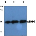 ABHD9 (D142) pAb