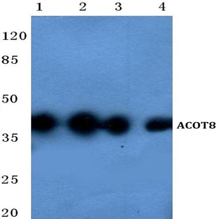 ACOT8 (P172) pAb