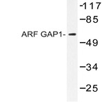 ARF GAP1 (M204) pAb