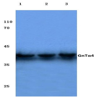 GnT(alpha)4 (H65) pAb