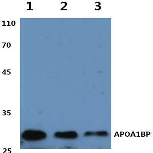 APOA1BP (F151) pAb