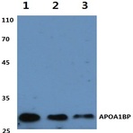 APOA1BP (F151) pAb