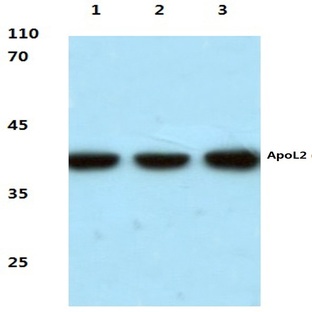 ApoL2 (R229) pAb