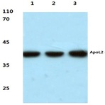 ApoL2 (R229) pAb