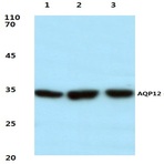 AQP12 (P265) pAb