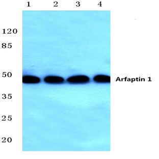 Arfaptin 1 (K314) pAb