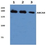 ABCA8 (F1195) pAb