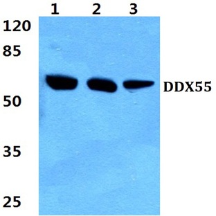 DDX55 (Q133) pAb