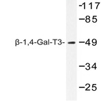 (beta)-1,4-Gal-T3 (F304) pAb