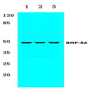 BMP-8A (Q299) pAb