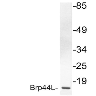 BRP44L (I51) pAb?