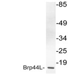 Bs3093_wb