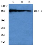 CLC-4 (E254) pAb