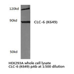 CLC-6 (K649) pAb