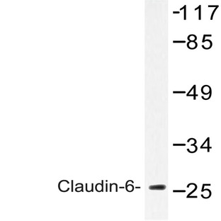 Claudin-6 (V118) pAb