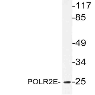 POLR2E (L58) pAb