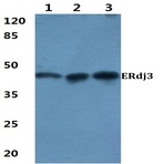 ERdj3 (K66) pAb