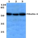 Fibulin-4 (D123) pAb