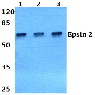 Epsin 2 (L304) pAb