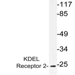 KDEL Receptor 2 (L119) pAb