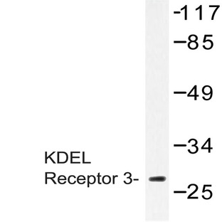 KDEL Receptor 3 (L95) pAb