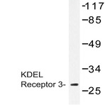 KDEL Receptor 3 (L95) pAb