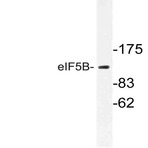 eIF5B (H1086) pAb