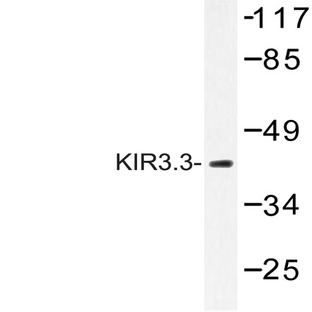 KIR3.3 (D94) pAb