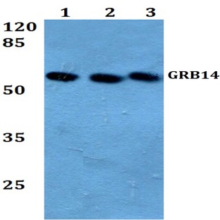 GRB14 (D123) pAb