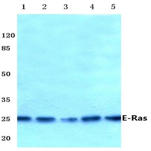 E-Ras (C226) pAb