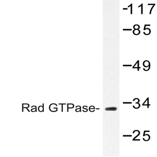 Rad GTPase (L80) pAb