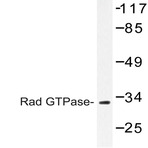 Rad GTPase (L80) pAb